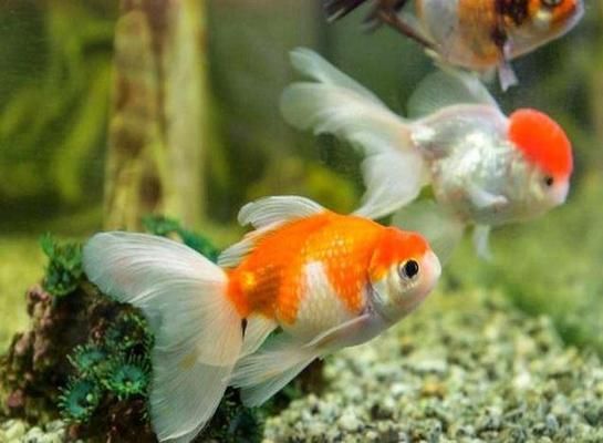 魚缸水渾濁是咋回事，如何預防魚缸水渾濁的應急處理方法