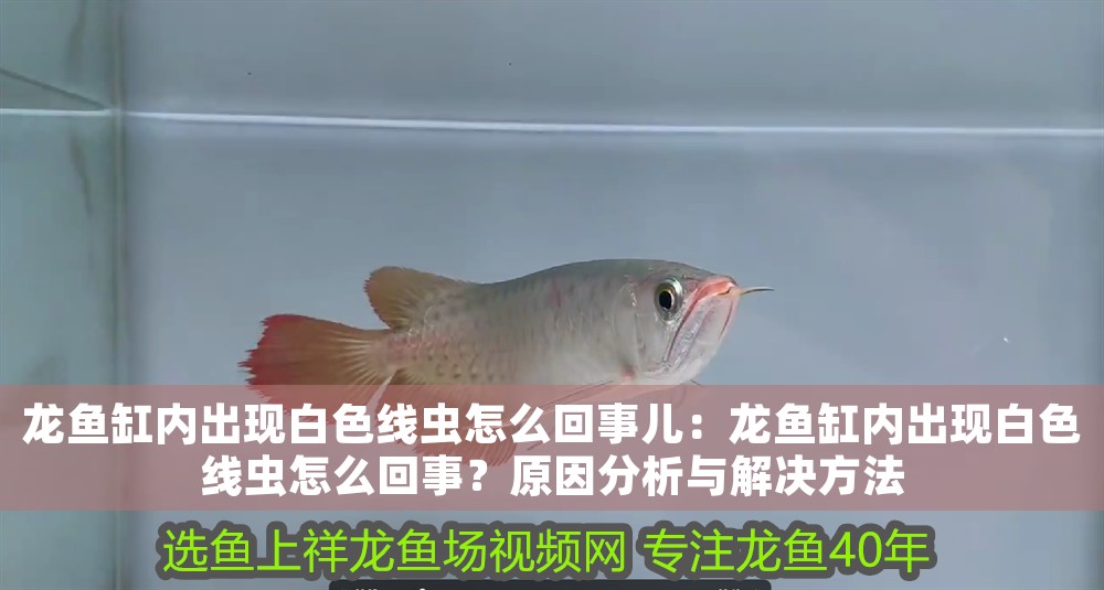 龍魚缸內出現(xiàn)白色線蟲怎么回事兒：龍魚缸內出現(xiàn)白色線蟲怎么回事？原因分析與解決方法