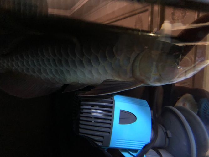 龍魚狀態(tài)不好怎么調整魚缸溫度：如何調整魚缸溫度