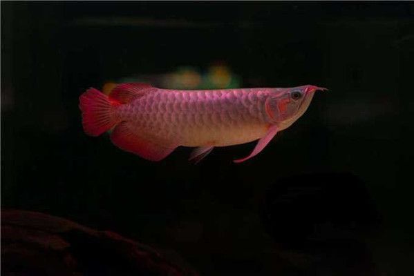 龍魚狀態(tài)不好怎么調(diào)整魚缸溫度：如何調(diào)整魚缸溫度