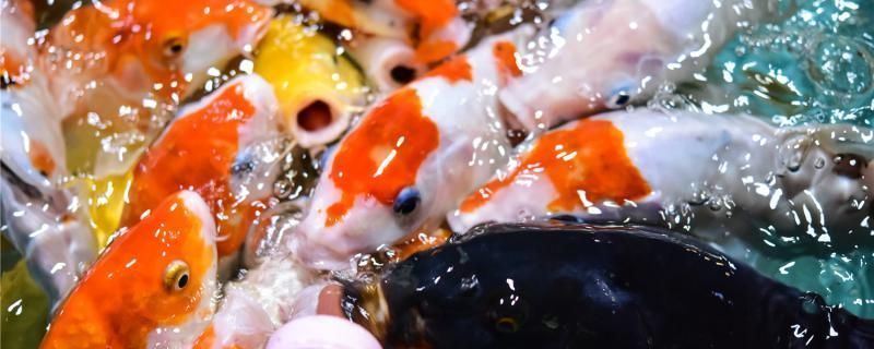 龍魚可以用黃粉嗎：關于龍魚使用黃粉及其使用細節(jié)的詳細信息和注意事項