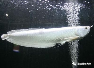 銀龍魚如何產卵孵化(銀龍魚的產卵和孵化過程) 龍魚百科 第4張 銀龍魚如何產卵孵化(銀龍魚的產卵和孵化過程) 銀龍魚如何產卵孵化(銀龍魚的產卵和孵化過程) 龍魚百科 第4張