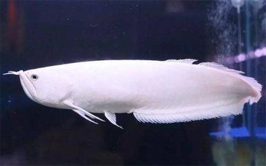 銀龍魚如何產卵孵化(銀龍魚的產卵和孵化過程) 龍魚百科 第1張 銀龍魚如何產卵孵化(銀龍魚的產卵和孵化過程) 銀龍魚如何產卵孵化(銀龍魚的產卵和孵化過程) 龍魚百科 第1張