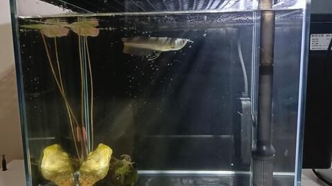 觀察銀龍魚日記400字（我家的銀龍魚，既兇猛又膽小，還很可愛）