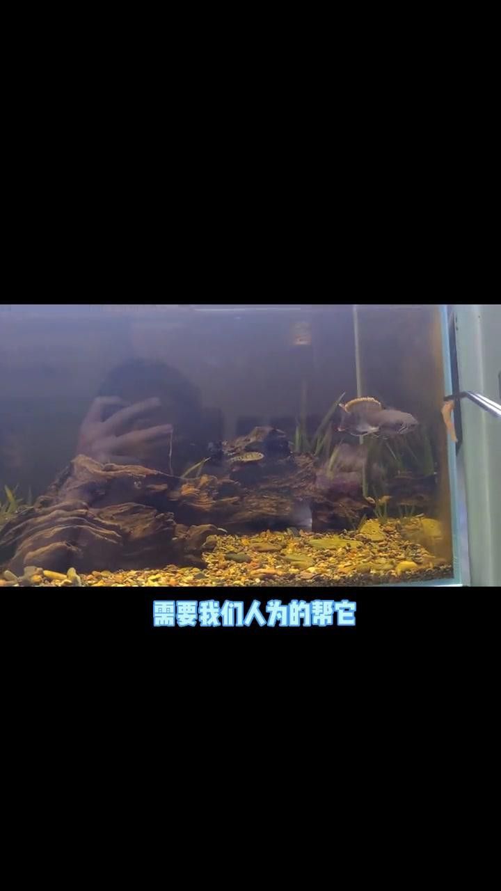 如何安全地處理跳躍后的雷龍魚？