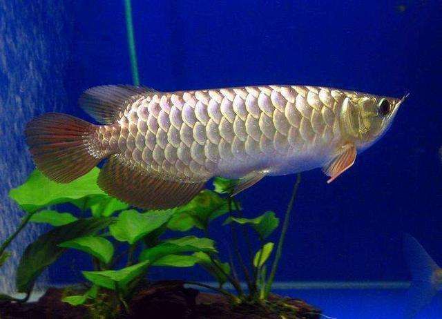 龍魚(yú)怎樣喂養(yǎng)最好吃：龍魚(yú)喂養(yǎng)的最佳實(shí)踐