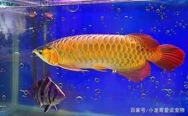 龍魚(yú)怎樣喂養(yǎng)最好吃：龍魚(yú)喂養(yǎng)的最佳實(shí)踐