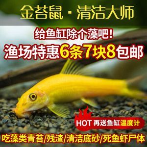 金九龍魚缸廠家是哪里（天津市金九龍魚缸廠）