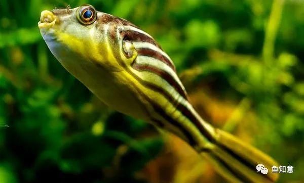 斑馬狗頭能跟龍魚混養嗎：斑馬狗頭魚可以和什么魚混養