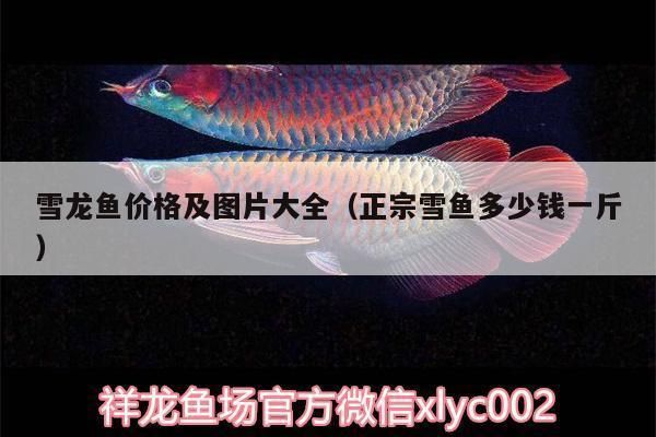 雪龍魚與其他魚類比較：雪龍魚與其他魚類的主要比較