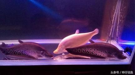 龍魚最忌三種魚嗎，紅龍魚在混養(yǎng)時，最忌三種魚