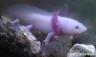 龍魚最忌三種魚嗎，紅龍魚在混養(yǎng)時，最忌三種魚