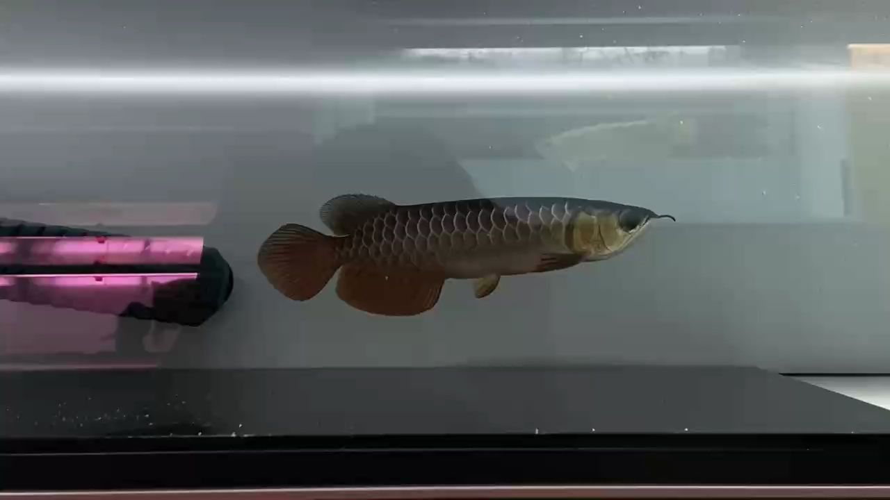 加里曼丹紅龍魚好嗎值得養嗎知乎：加里曼丹紅龍魚值得養嗎加里曼丹紅龍魚值得養嗎