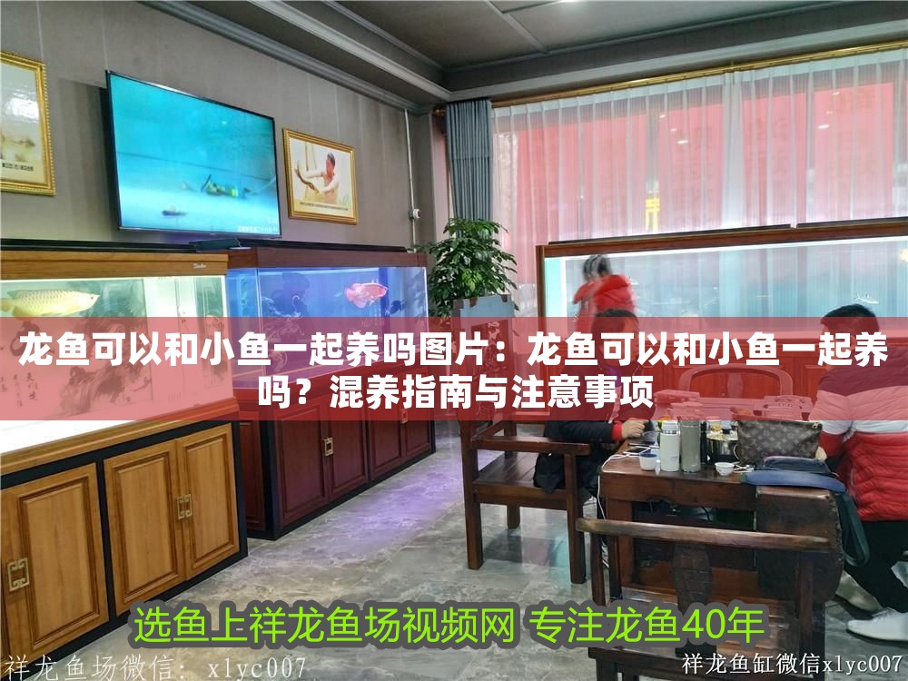 龍魚可以和小魚一起養嗎圖片：龍魚可以和小魚一起養嗎？混養指南與注意事項