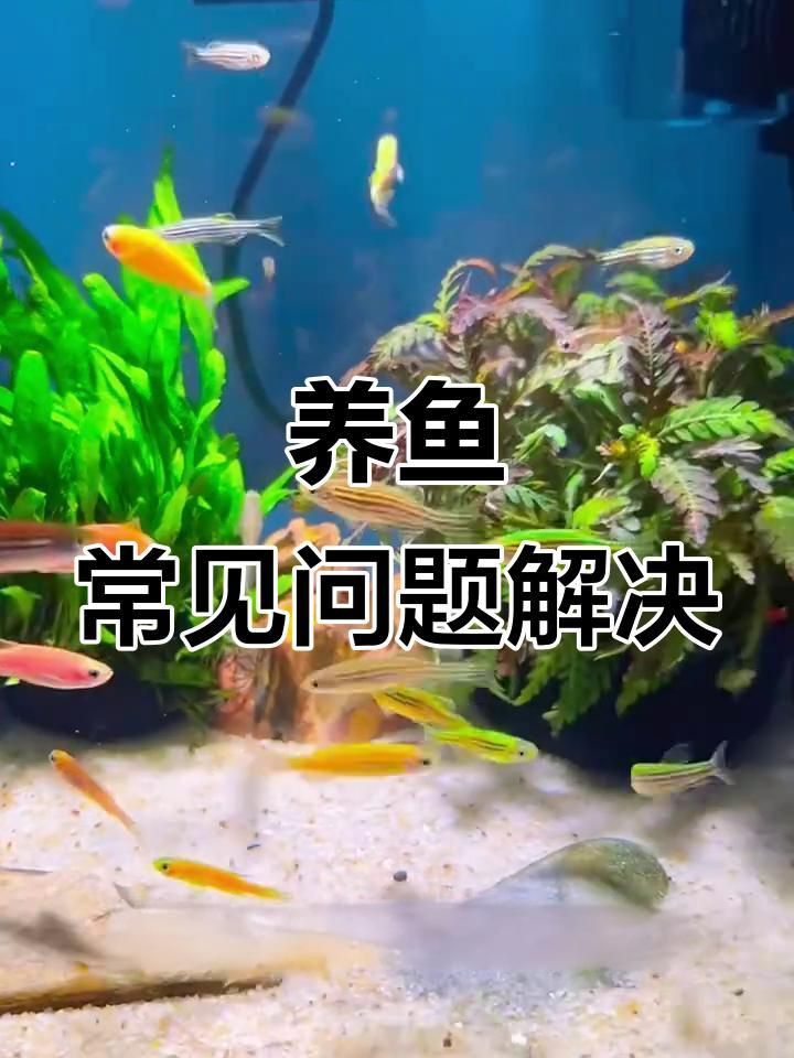 龍魚數量調整后多久見效？