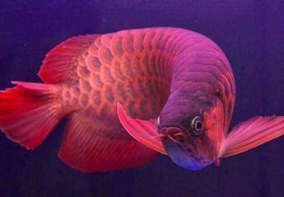 龍魚鰭上長白疙瘩是什么：龍魚鰭上長白疙瘩可能是由于疾病感染引起的，如何正確處理