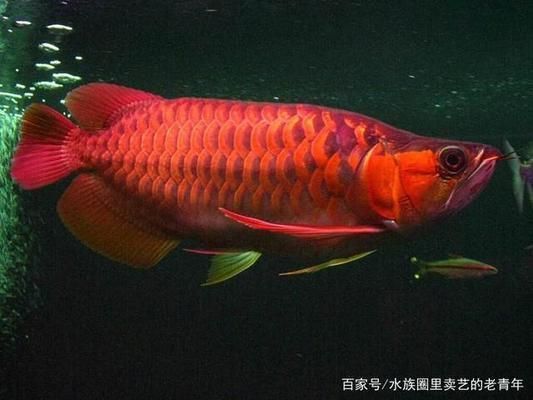 龍魚鰭上長白疙瘩是什么：龍魚鰭上長白疙瘩可能是由于疾病感染引起的，如何正確處理