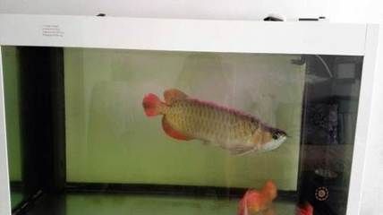 龍魚怎樣防止掉眼淚