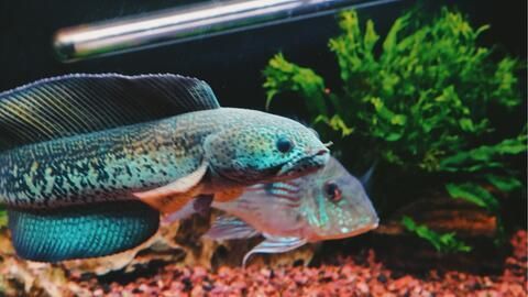 龍魚怎樣防止掉眼淚