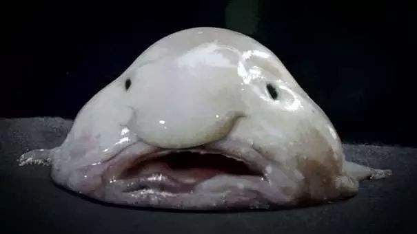 10大最可怕魚