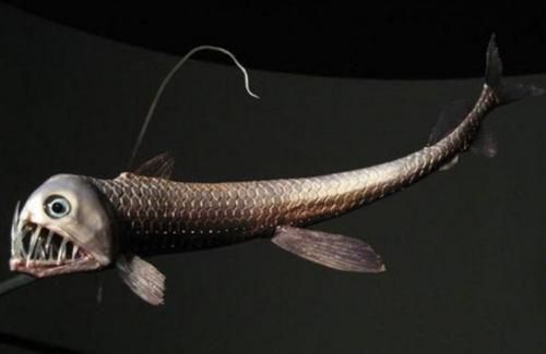 10大最可怕魚
