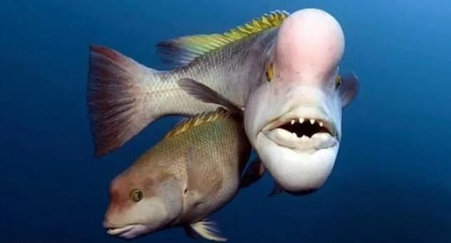 10大最可怕魚