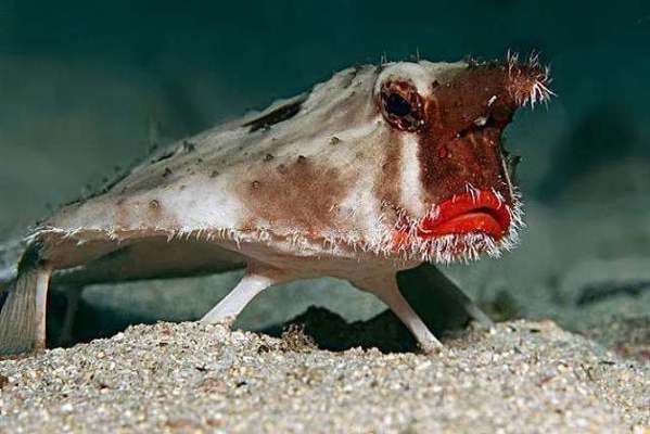 10大最可怕魚