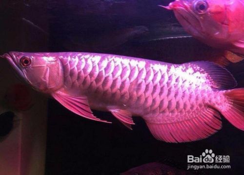 紅龍魚怎么挑選最好的魚苗呢（如何挑選紅龍魚苗）