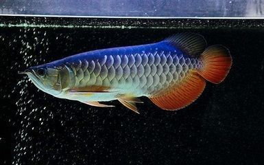 龍魚冬天最佳水溫：冬季養殖龍魚的注意事項