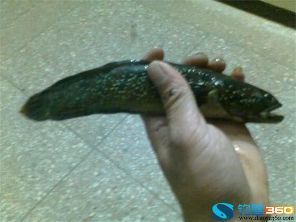 彩虹雷龍和七星魚有什么區別：彩虹雷龍和七星魚有什么區別呢？