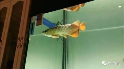 龍魚能多久不吃東西，如何判斷龍魚健康狀態，龍魚最佳喂食頻率，龍魚耐餓極限案例