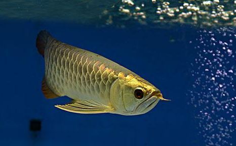 金龍魚最高水溫和最低水溫的區別在哪：金龍魚最高水溫和最低水溫分別是31℃和[需手動填充]和[需手動填充]