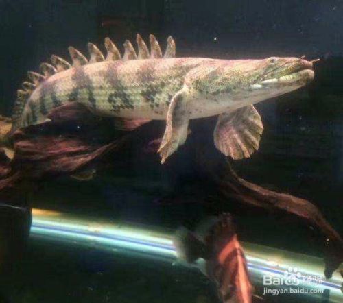 虎斑恐龍魚（虎斑恐龍魚批發價格）