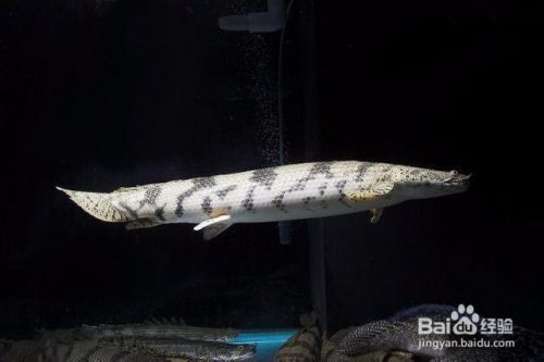 虎斑恐龍魚（虎斑恐龍魚批發價格）
