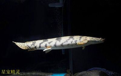 虎斑恐龍魚（虎斑恐龍魚批發價格）