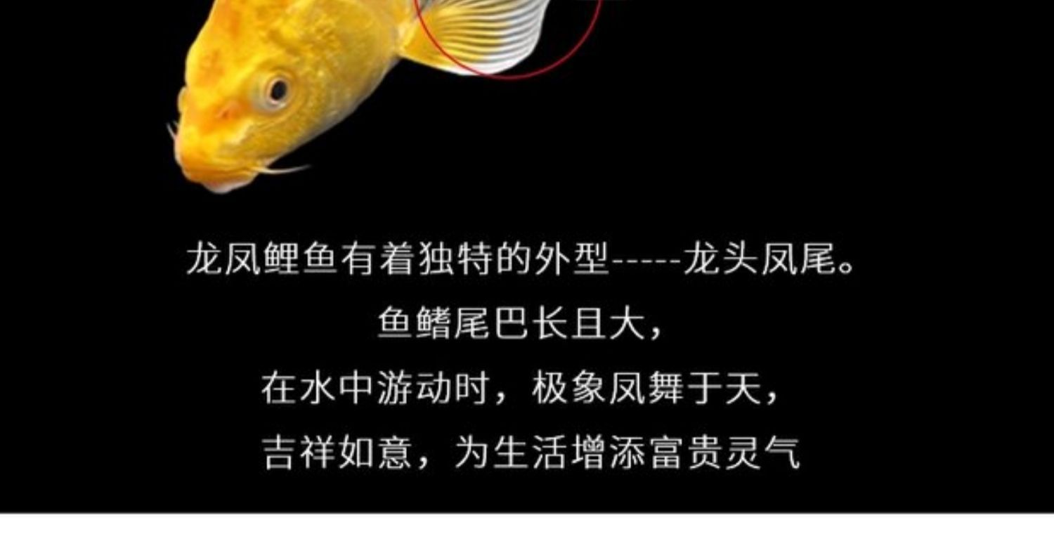 龍鳳鯉魚疾病預防措施：關于龍鳳鯉魚疾病的一些預防措施