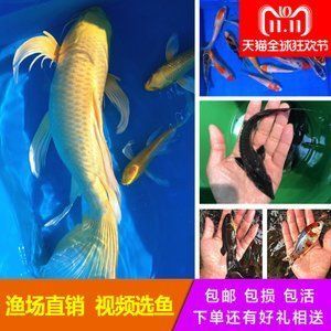 龍鳳鯉魚疾病預防措施：關于龍鳳鯉魚疾病的一些預防措施