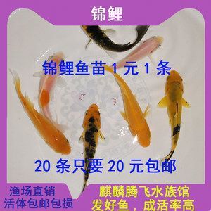 龍鳳鯉魚疾病預防措施：關于龍鳳鯉魚疾病的一些預防措施