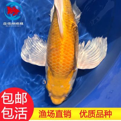 龍鳳鯉魚疾病預防措施：關于龍鳳鯉魚疾病的一些預防措施