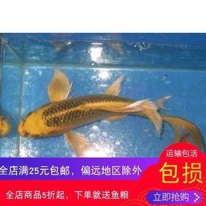 龍鳳鯉魚疾病預防措施：關于龍鳳鯉魚疾病的一些預防措施