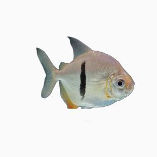 金龍魚作者：金龍魚，從傳統象征到現代產業的傳奇