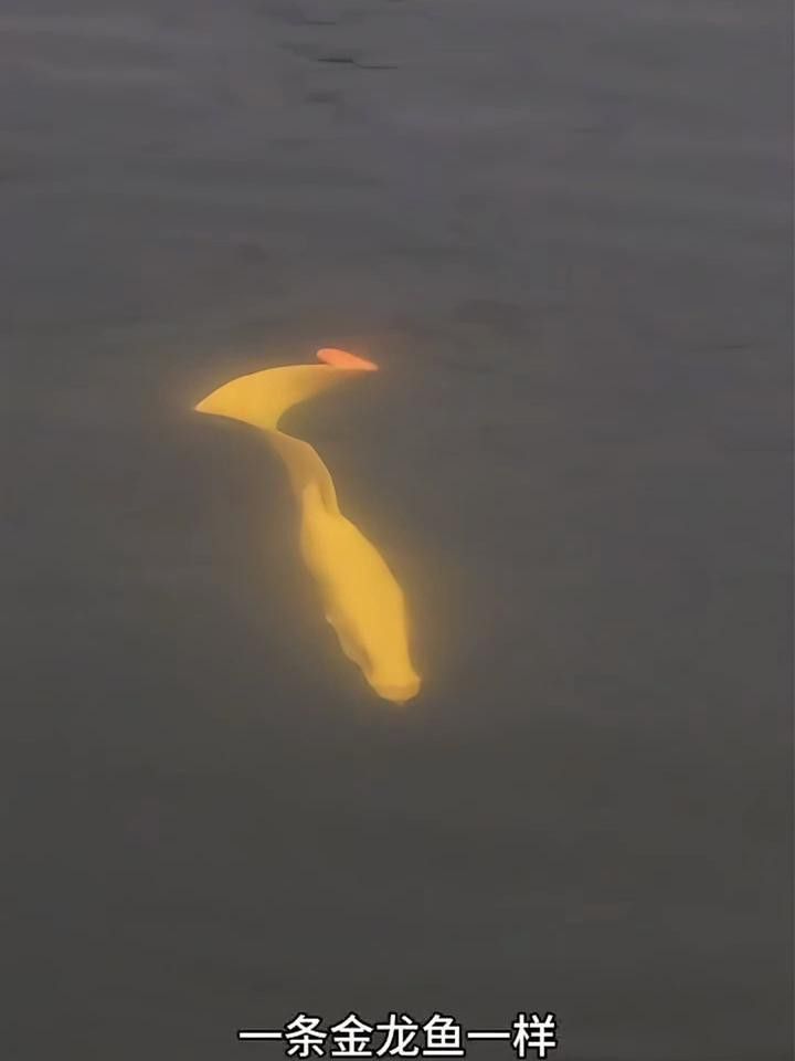 如何拍攝金龍魚的最佳游動姿態？