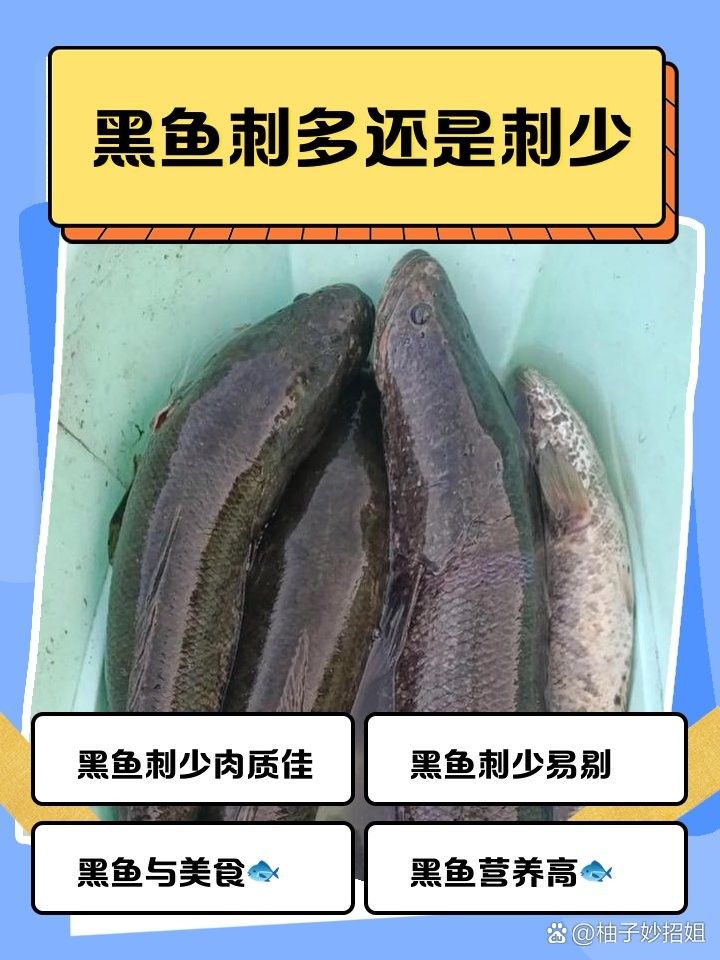 龍魚和黑魚那個有刺