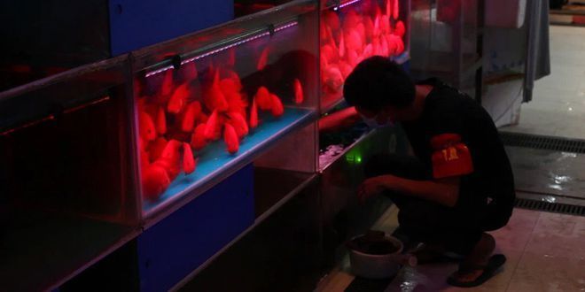 龍魚錦標(biāo)賽（2024長城龍魚錦標(biāo)賽）