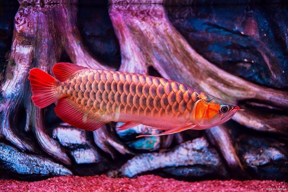 金龍魚和銀龍魚可以在一起養嗎圖片