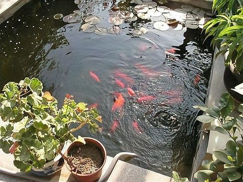 龍魚殺菌燈開多長時間