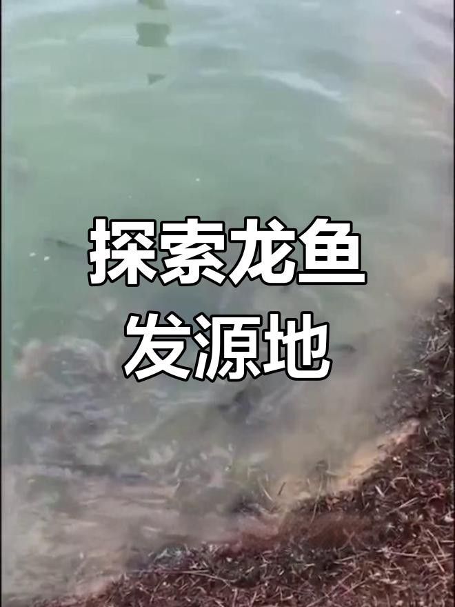龍魚的主要產(chǎn)地有哪些？