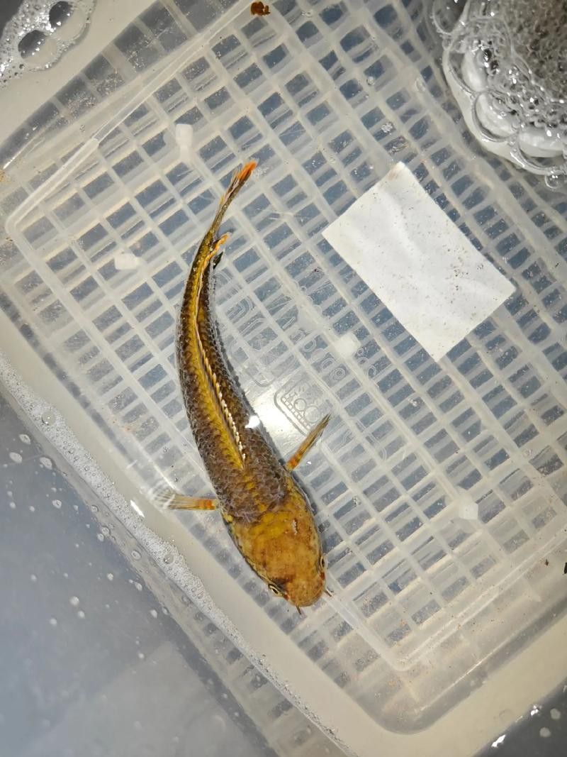 哪里可以找到更多廣東野生雷龍魚圖片？