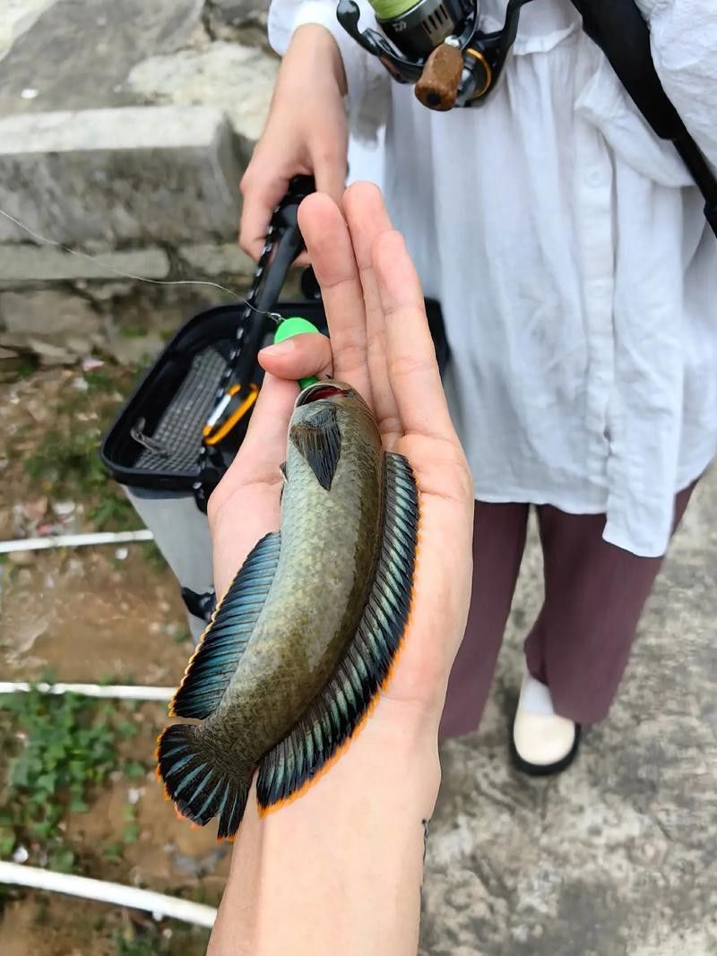 哪里可以找到更多廣東野生雷龍魚圖片？