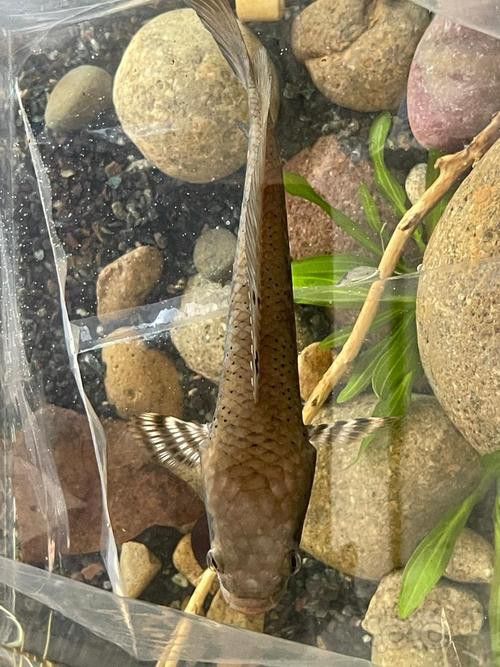 哪里可以找到更多廣東野生雷龍魚圖片？